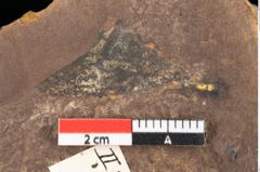 Foto (Detailsansicht) von Quercus palaeoilex Ettingshausen (NHMW-GEO-2024-0188-0886)